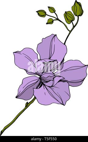 Vector Orchid floral botanical flowers. Wild spring leaf wildflower isolated. Violet engraved ink art. Isolated orcids illustration element on white b Stock Vector