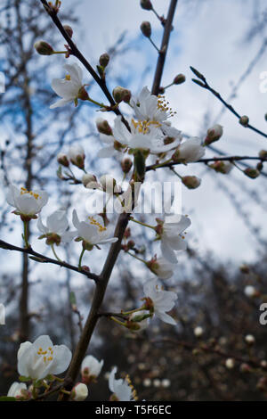 apple tree flowers in blossom Stock Photo
