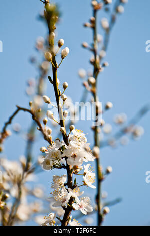 white apple tree flowers in blossom Stock Photo