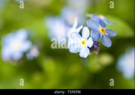 forget-me-not flowers in a meadow Stock Photo