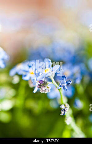 forget-me-not flowers in a meadow Stock Photo