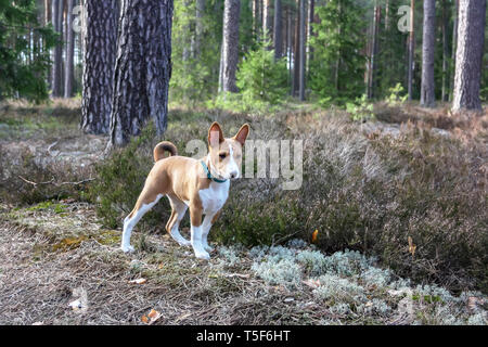 A dog of basenji breed with short hair of white and red color, standing outside with forest in the background on summer Stock Photo