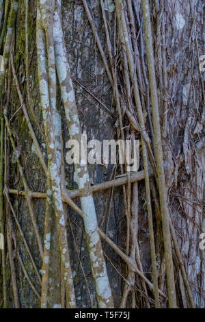 Stringy Bark Tree Rope Rope on tree bark in Japanese temple Stock Photo - Alamy