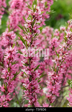 Close up Prunus tenella 'Fire Hill' - dwarf Russian almond flowering in an English garden in spring, England, UK Stock Photo