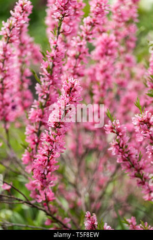 Close up Prunus tenella 'Fire Hill' - dwarf Russian almond flowering in an English garden in spring , England, UK Stock Photo