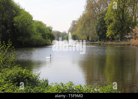 Swan on the lake in St James's Royal Park in the spring sunshine, in central London, UK Stock Photo