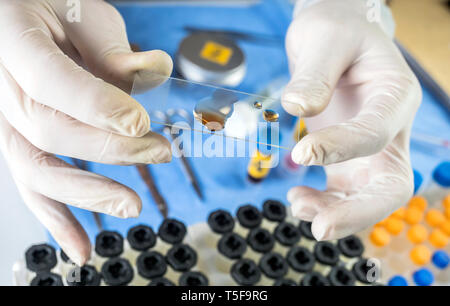 Police expert checks samples chemical as fundamental test in a murder case in crime lab Stock Photo