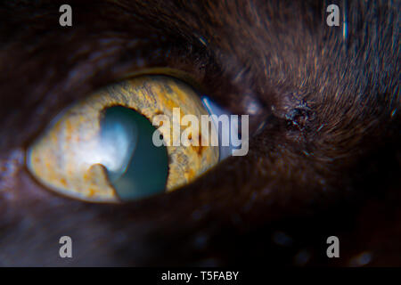 iris melanoma in adult cat, iris pigmentation Stock Photo - Alamy