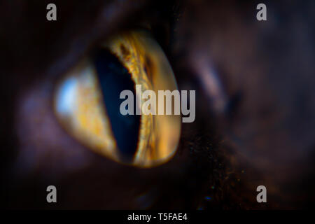 iris melanoma in adult cat, iris pigmentation Stock Photo - Alamy