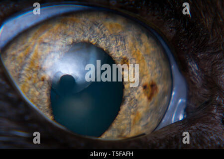 iris melanoma in adult cat, iris pigmentation Stock Photo - Alamy