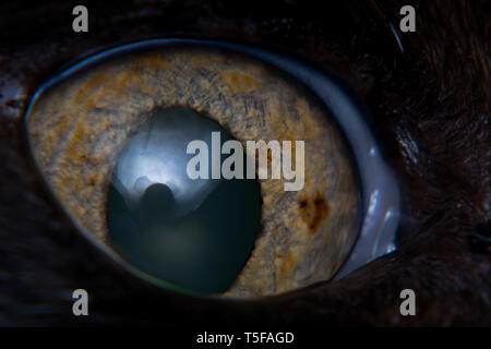 iris melanoma in adult cat, iris pigmentation Stock Photo - Alamy