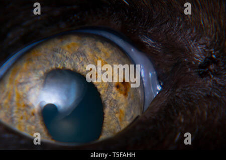 iris melanoma in adult cat, iris pigmentation Stock Photo - Alamy