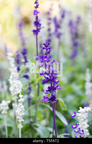 Salvia 'Victoria' flowers. Stock Photo