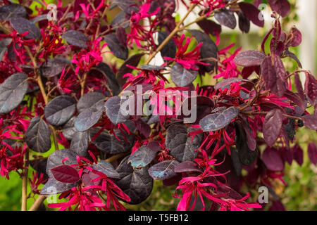 Leaves and flowers on a Loropetalum Chinense plant growing in north east Italy. This evergreen shrub is commonly known as Loropetalum, Chinese Fringe  Stock Photo