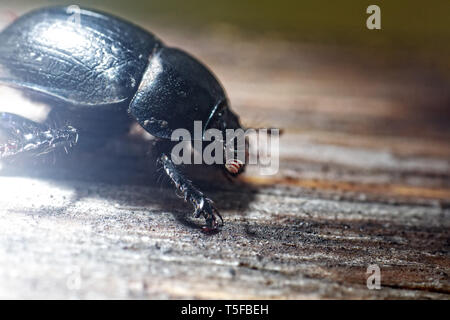 Armored beetle - the whole and the parts of the body. Dorbeetle, clock beetle (Geotrupes stercorarius). Ultra macro