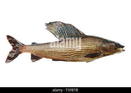 European grayling (Thymallus thymallus) from Scandinavia. Male in form and length of top fin (sail). Dark because in in muddy ducts. Rare fish of Bern Stock Photo