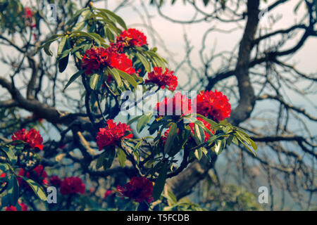 Flowering bushes, red inflorescences and leaves shining in oblique rays of sun - tree rhododendron (Rhododendron arboreum). Spring in Himalayas. Kullu Stock Photo