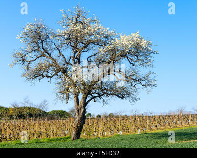 Wild Pear tree in blossom, and vineyard - France. Stock Photo