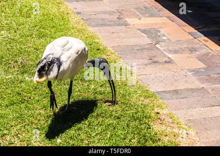 Ibis bird grazing in an urban park. Stock Photo