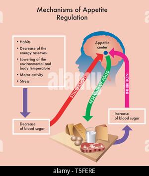 Medical diagram showing of the mechanisms of appetite regulation. Stock Vector