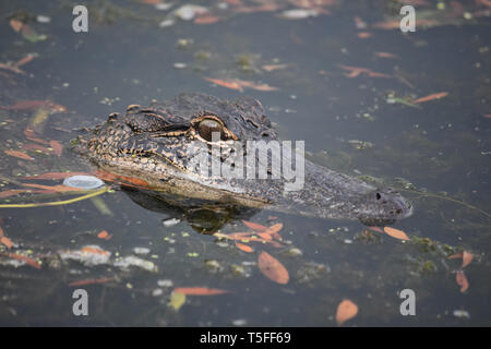 Looking directly in the face of an alligator in the bayou. Stock Photo