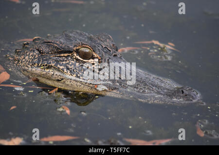 Looking into the face of an alligator in Louisiana. Stock Photo