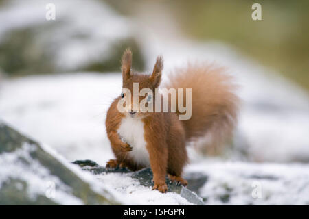 Red squirrel, Sciurus vulgaris, in winter Stock Photo
