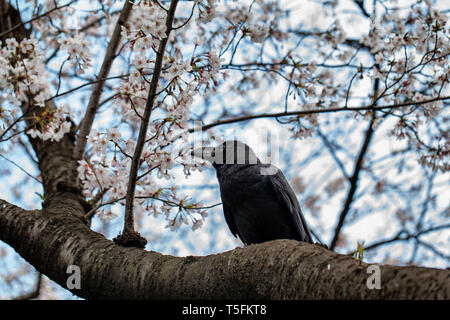 Black Crow raven sitting on the branch of a cherry blossom tree with white and pink blooms behind Stock Photo