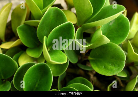 thick green leaves for background Stock Photo
