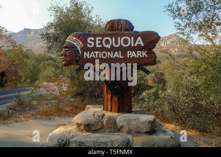 sequoia