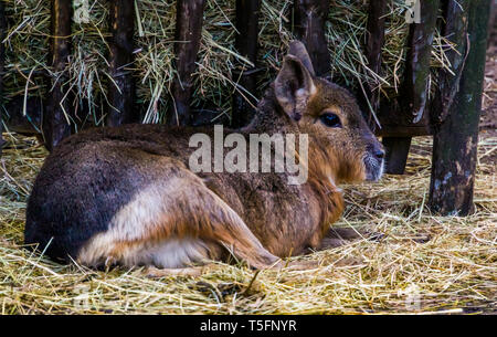 closeup of a patagonian mara sitting in the hay, near threatened rodent specie from Patagonia Stock Photo