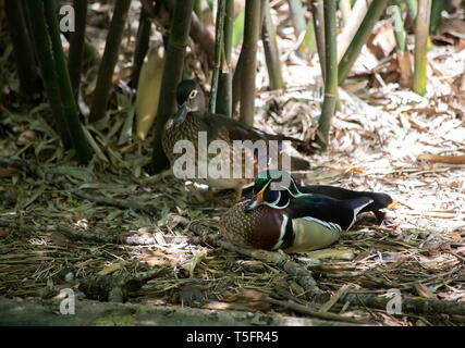 Wood duck (Aix sponsa) drake and hen resting on a shore Stock Photo