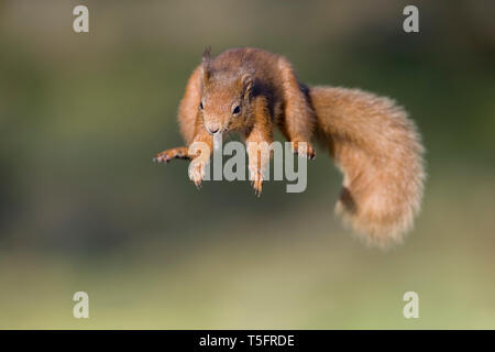 Red squirrel, Sciurus vulgaris, jumping Stock Photo