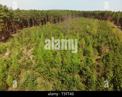 Aerial image above the young forest in  Eastern Europe.  High altitude,top down view on the growing trees. Protecting the environment by planting tree