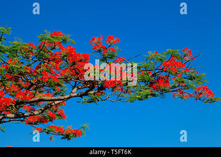 Gulmohar tree, visakhapatnam, andhra pradesh, India, Asia Stock Photo