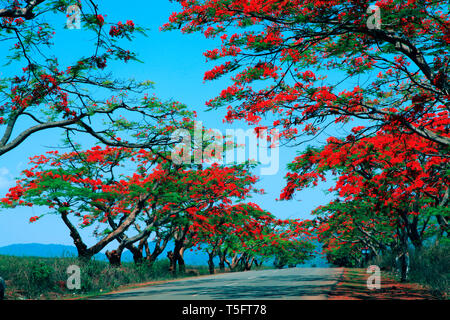 Gulmohar tree, visakhapatnam, andhra pradesh, India, Asia Stock Photo