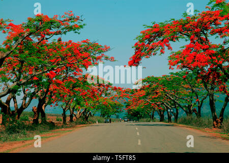 Gulmohar tree, visakhapatnam, andhra pradesh, India, Asia Stock Photo