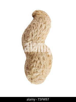 Peanut isolated on white background - single nut Stock Photo