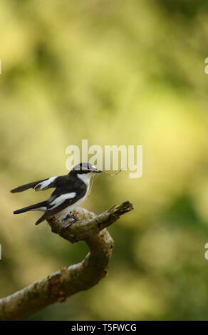 Male Pied Flycatcher (Ficedula hypoleuca) gathering nest material and displaying wing patches in ancient woodland. Staffordshire, UK, April 2019 Stock Photo