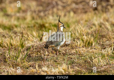 Adult lapwing in the Yorkshire Dales, England. In natural moorland habitat in Springtime. Iridescent plumage and splendid crest. Landscape. Copy space Stock Photo