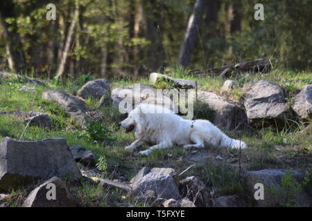 Tundra Wolf Stock Photo