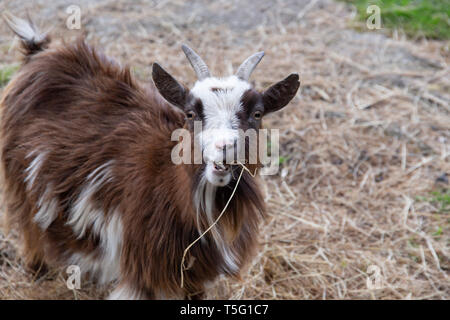Brown African Pygmy goat (Capra aegagrus hircu) chewing straw Stock Photo