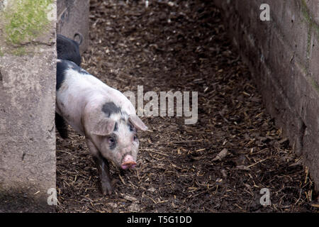 British Saddleback piglet in a pigsty on a farm