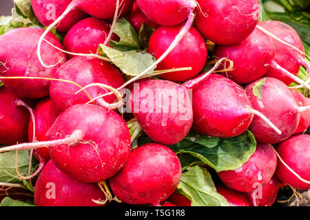 Bunch of red radishes on the market, Spain Stock Photo