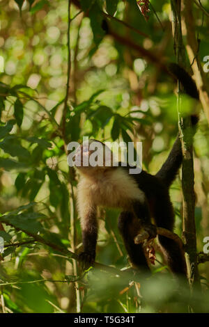 White-faced Capuchin monkey, Cebus imitator, Manuel Antonio National Park, Central Pacific province, Costa Rica, Central America
