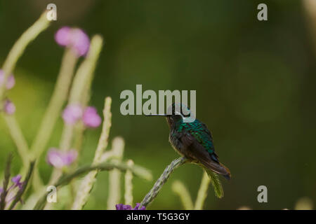 Purple-throated Mountain-gem, Lampornis calolaemus, Monteverde, Puntarenas province, Costa Rica, Central America Stock Photo