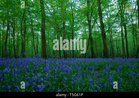 Carpet of bluebells in a Sussex wood. Stock Photo
