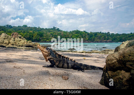 Black spiny-tailed iguana (Ctenosaura similis) - Playa Manuel Antonio, Manuel Antonio National Park - Quepos, Costa Rica Stock Photo