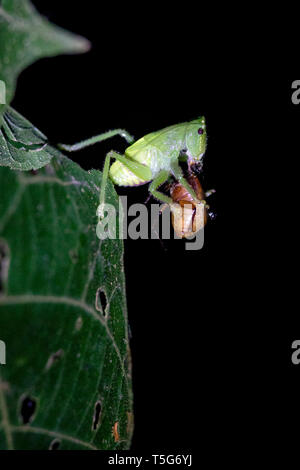 Leaf Mimic Katydid species with prey - La Laguna del Lagarto Eco-Lodge, Boca Tapada, Costa Rica