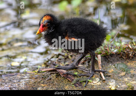 Common moorhen (Gallinula chloropus) chick - Green Cay Wetlands, Boynton Beach, Florida, USA Stock Photo